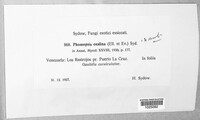 Phomopsis oxalina image